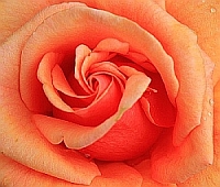 roseblte