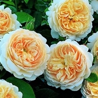 Crocus Rose syn. Emanuel Crocus Rose syn. Emanuel