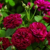 Darcey Bussell (Ausdecorum) Darcey Bussell (Ausdecorum)