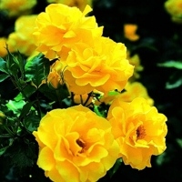 Friesia