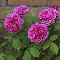 Gertrude Jekyll Gertrude Jekyll