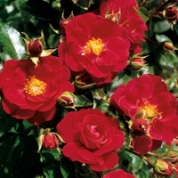Heidefeuer1