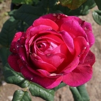 JWv Goethe_KD JWv Goethe_KD