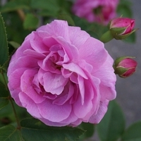 Louise Odier_KD Louise Odier_KD