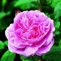 Mary Rose Mary Rose