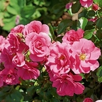 Medley_Pink