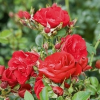 Medley_Red