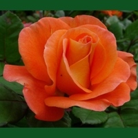 Orange Dawn