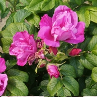 RRRM Hammarberg_KD RRRM Hammarberg_KD