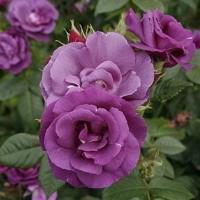 Rhapsody_in_Blue
