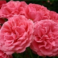 Rosarium Uetersen