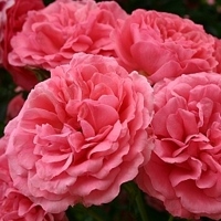 Rosarium_Uetersen Rosarium_Uetersen