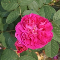 Rose de Resht_KD Rose de Resht_KD