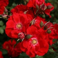 Roter_Korsar Roter_Korsar