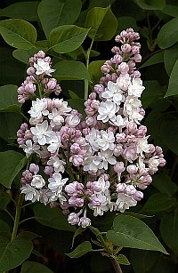 SYRINGA BELLE DE MOSCOU 3924-03hm