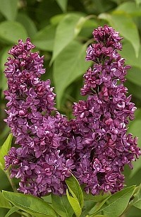 SYRINGA CH JOLY 1000-01hm