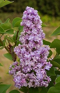 SYRINGA K HAVEMEYER 1005-02hm