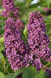 SYRINGA LOUIS SPAETH 1016-01hm