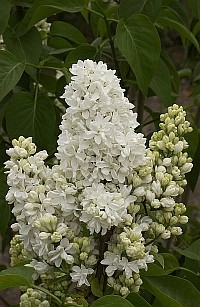 SYRINGA MME LEMOINE 1006-05hm