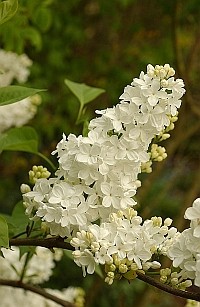 SYRINGA PRIMROSE 6221-01hm