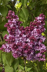 SYRINGA PR WOLKONSKY 7563-01hm