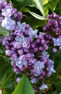 SYRINGA M. Buchner (KD)