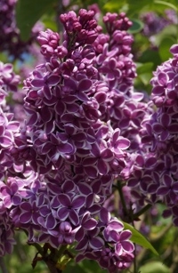 SYRINGA Sensation (KD)