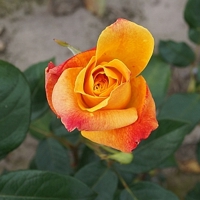 Sutters Gold_KD Sutters Gold_KD