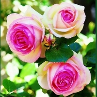 eden-rose eden-rose