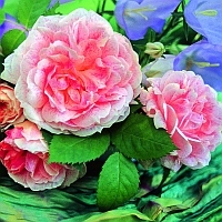 kir-royal