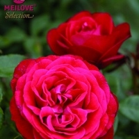 meilove-selection