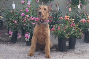 Der Wachhund Der Wachhund