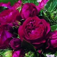 red-eden red-eden