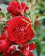 Rose Belkanto