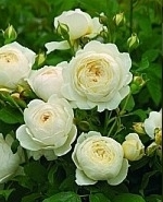 Rose Claire Austin