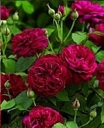 Rose Darcey Bussell