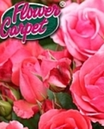 Link Flower Carpet