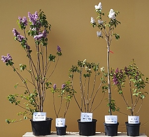 Syringa Containergren